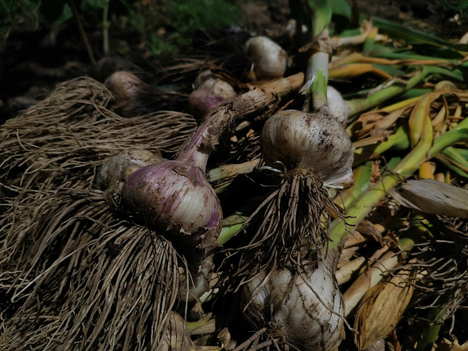 A bunch of garlic sitting on top of a pile of dirt