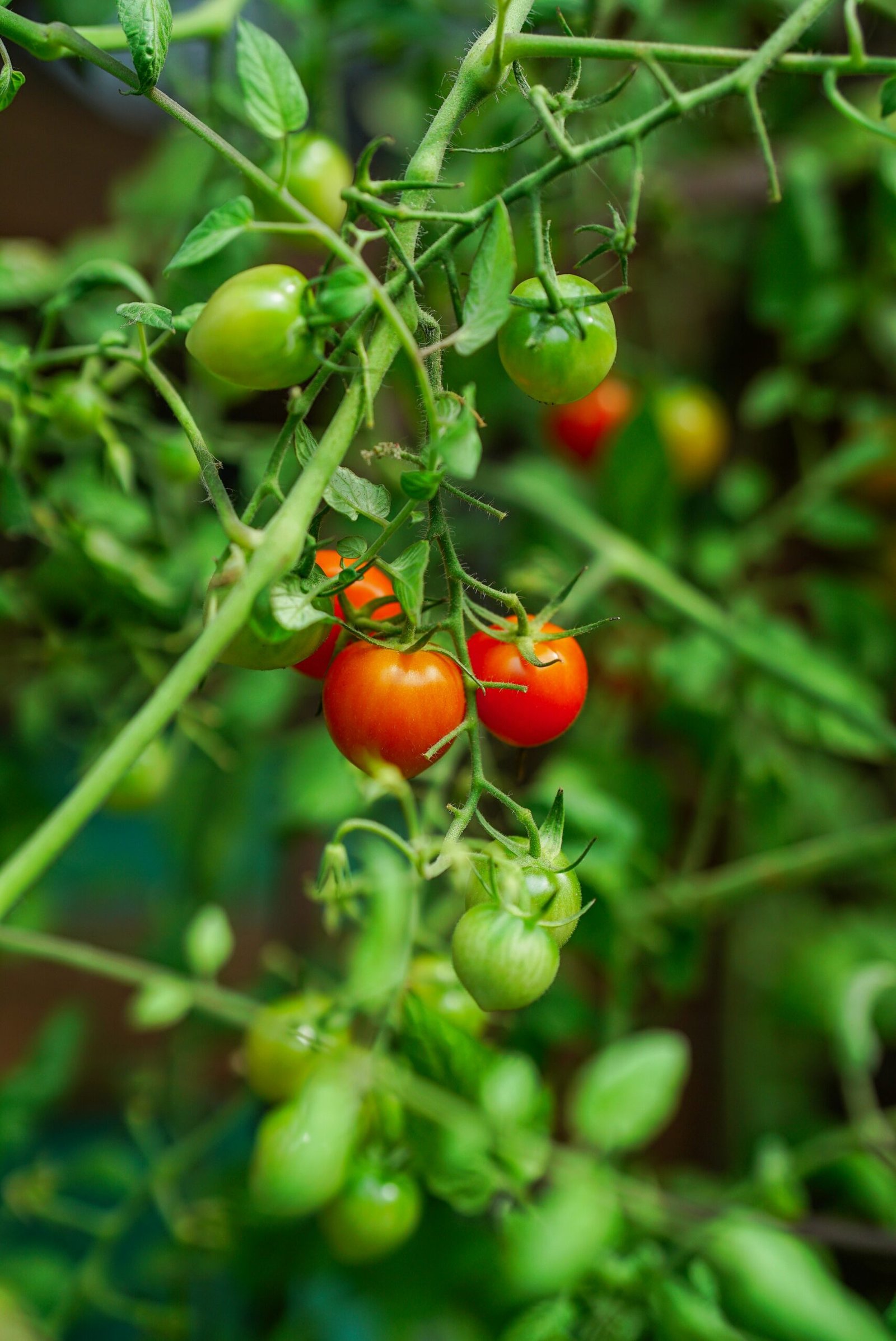 A close up of tomatoes growing on a plant