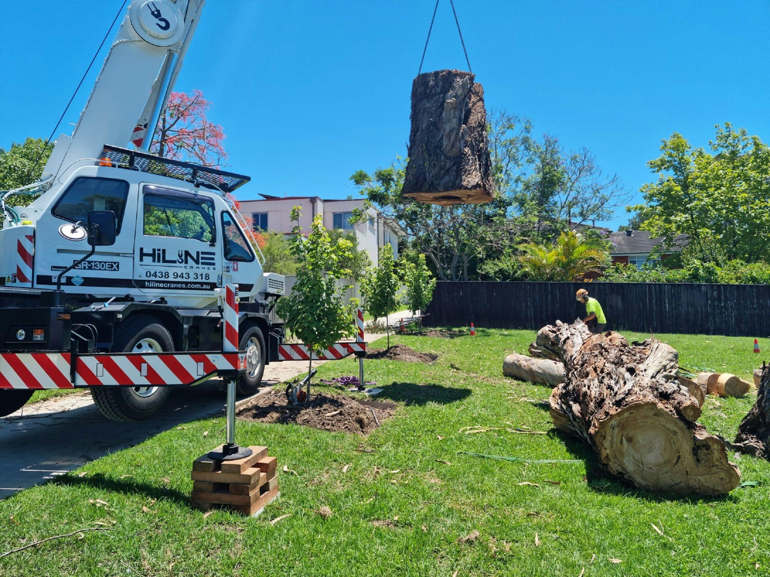 A crane is lifting a large tree onto a truck