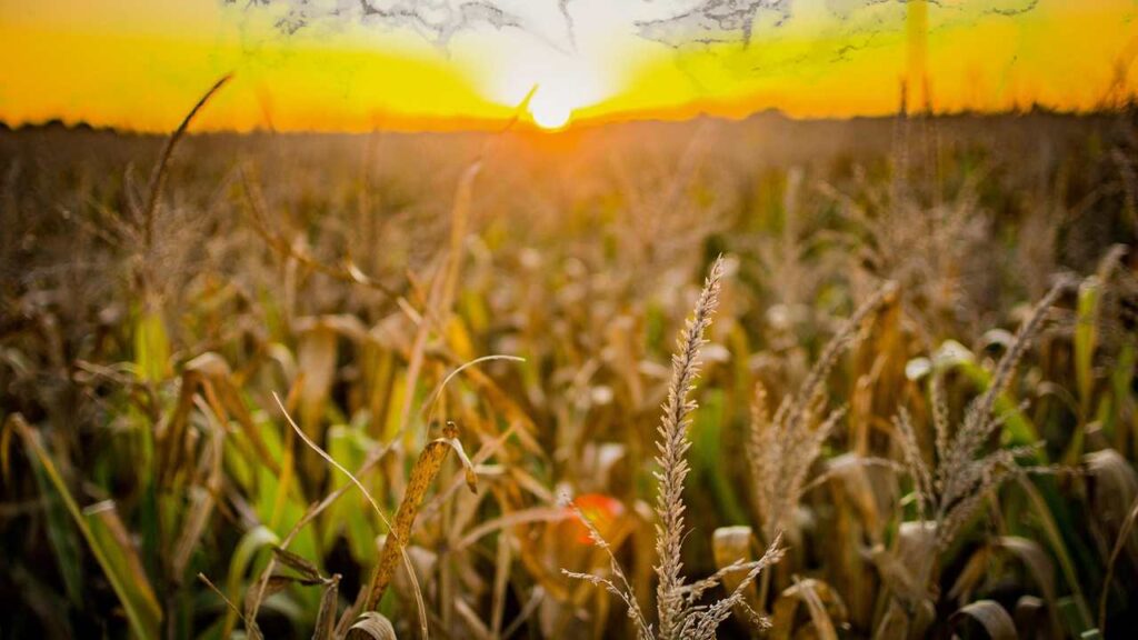 Matías Canosa Fano ▷Conoce al Nuevo Director Nacional de Control Comercial Agropecuario