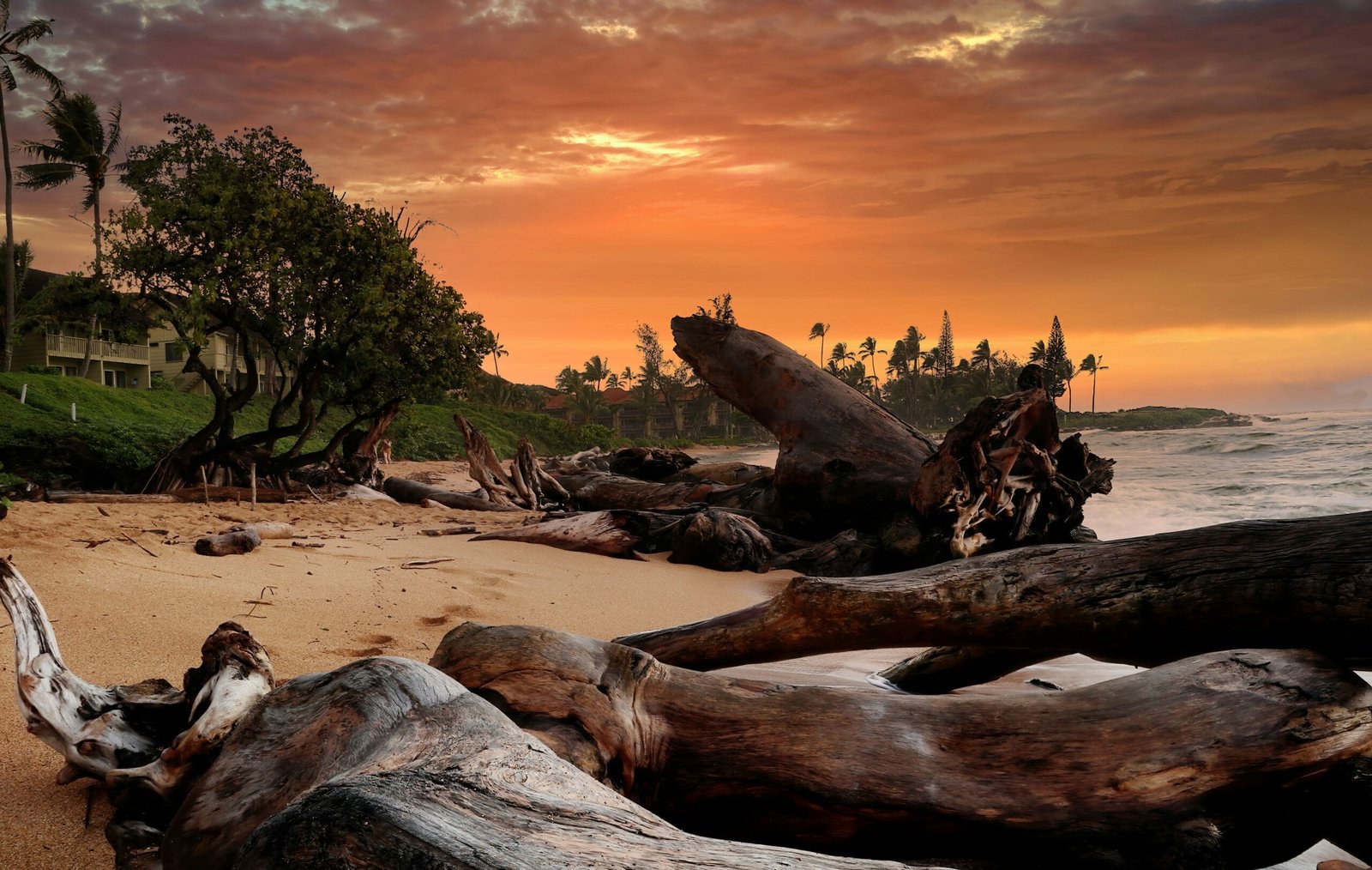 a beach that has a lot of driftwood on it