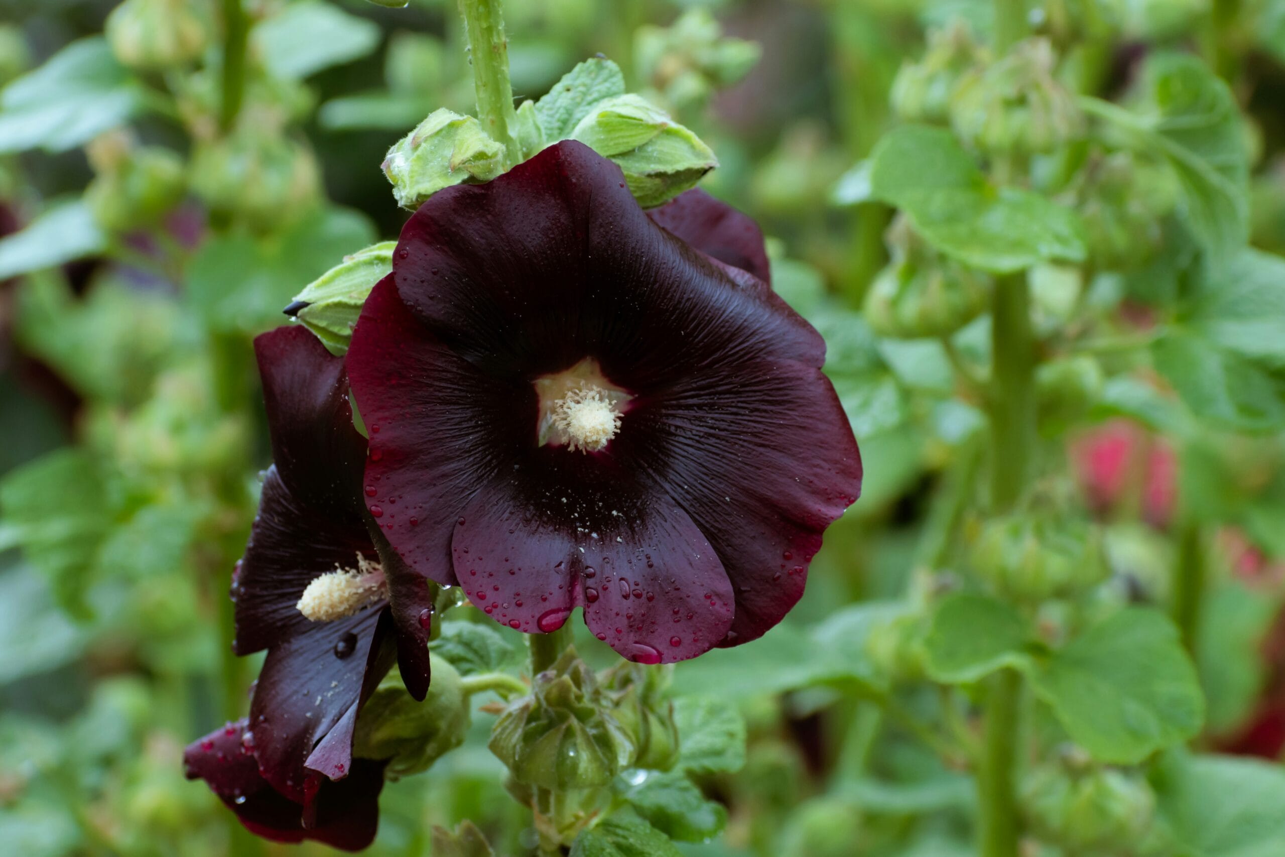 a close up of a purple flower with green leaves