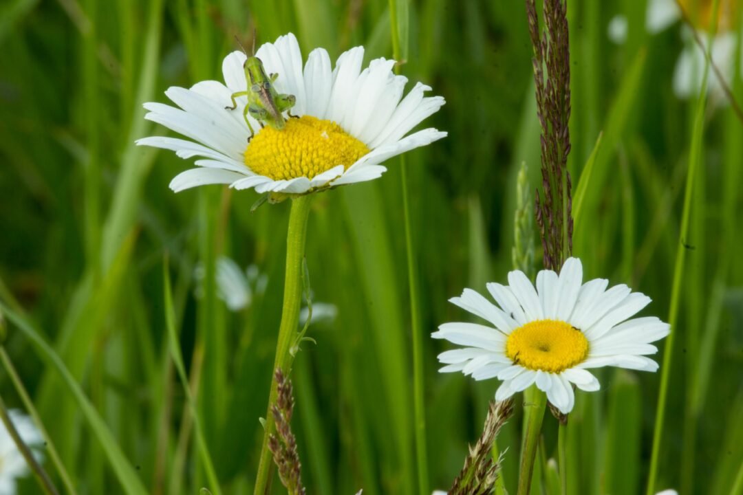 a couple white flowers