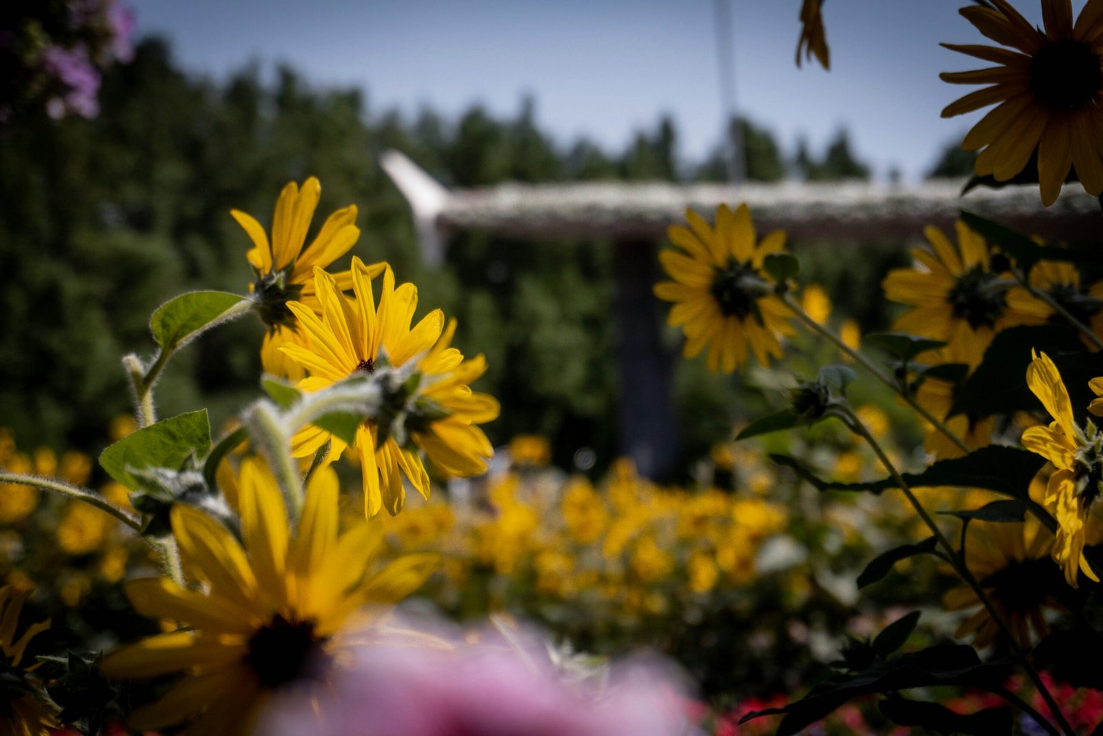 a field of sunflowers with a bridge in the background