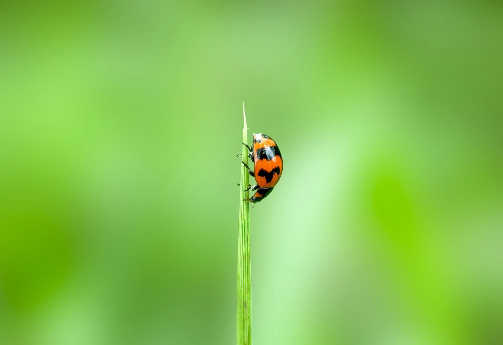 a lady bug sitting on top of a green plant