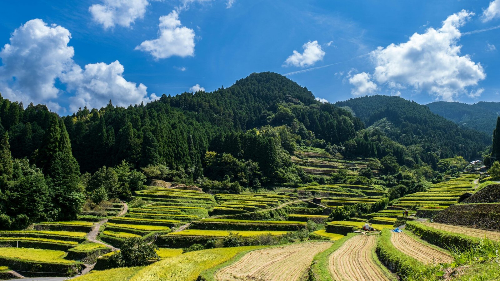 a landscape with trees and hills