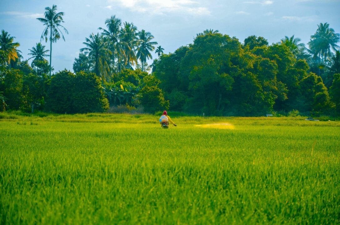 a person in a green field with trees in the background