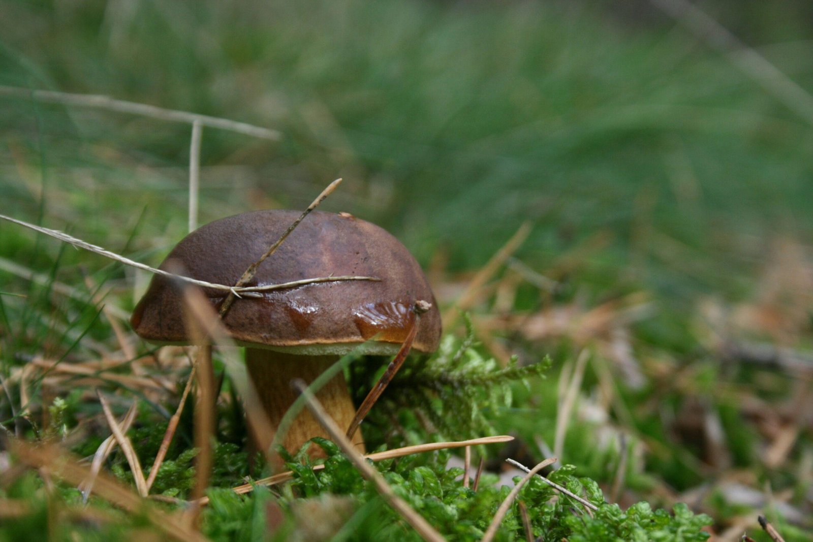 a small mushroom sitting on top of a lush green field