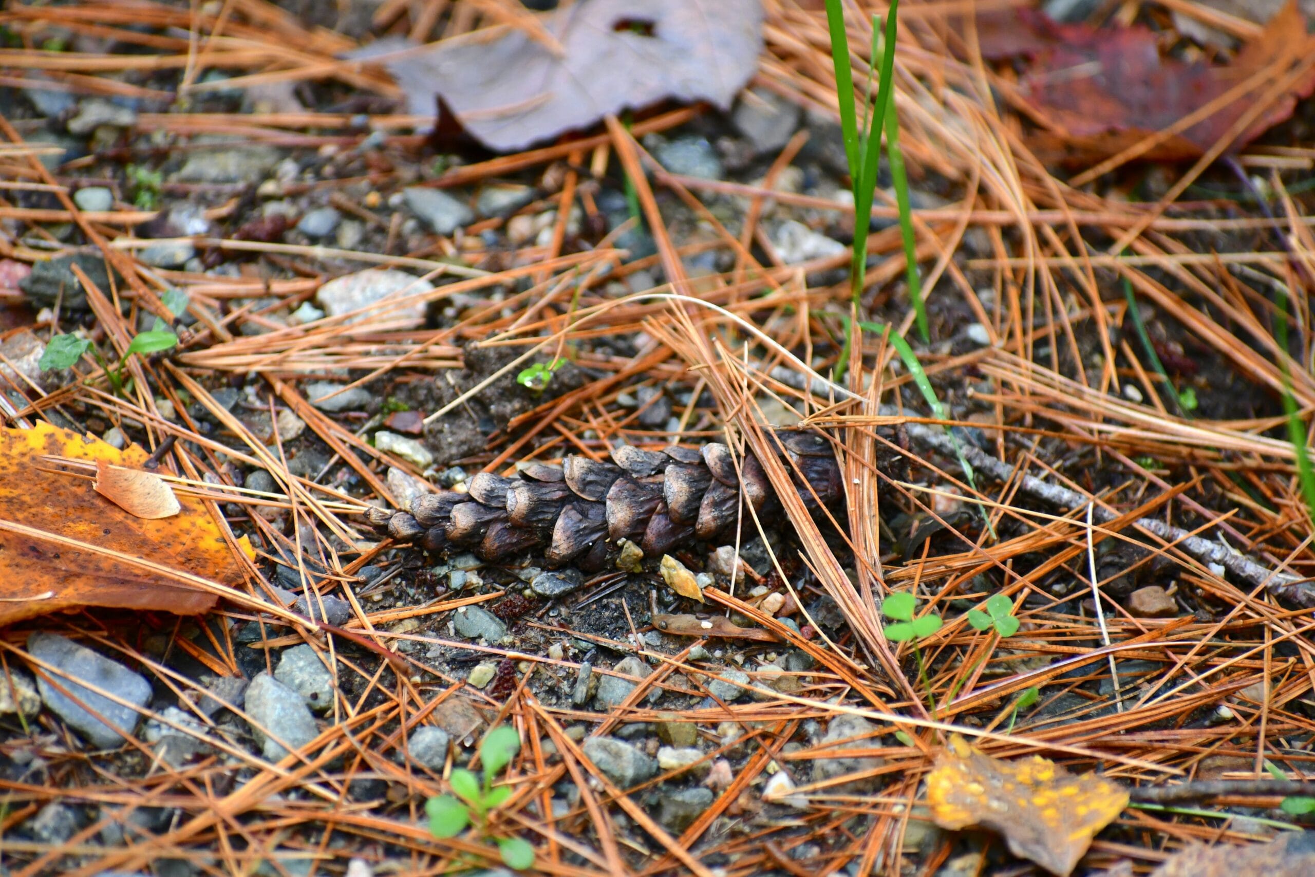 a small pine cone sitting on the ground