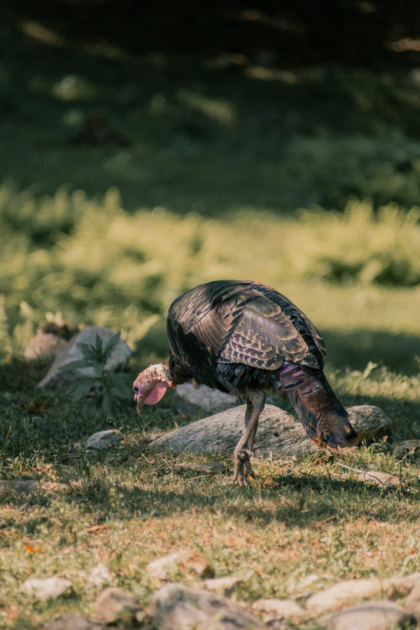 Dónde Conseguir un Pavo Gratis para el Día de Acción de Gracias