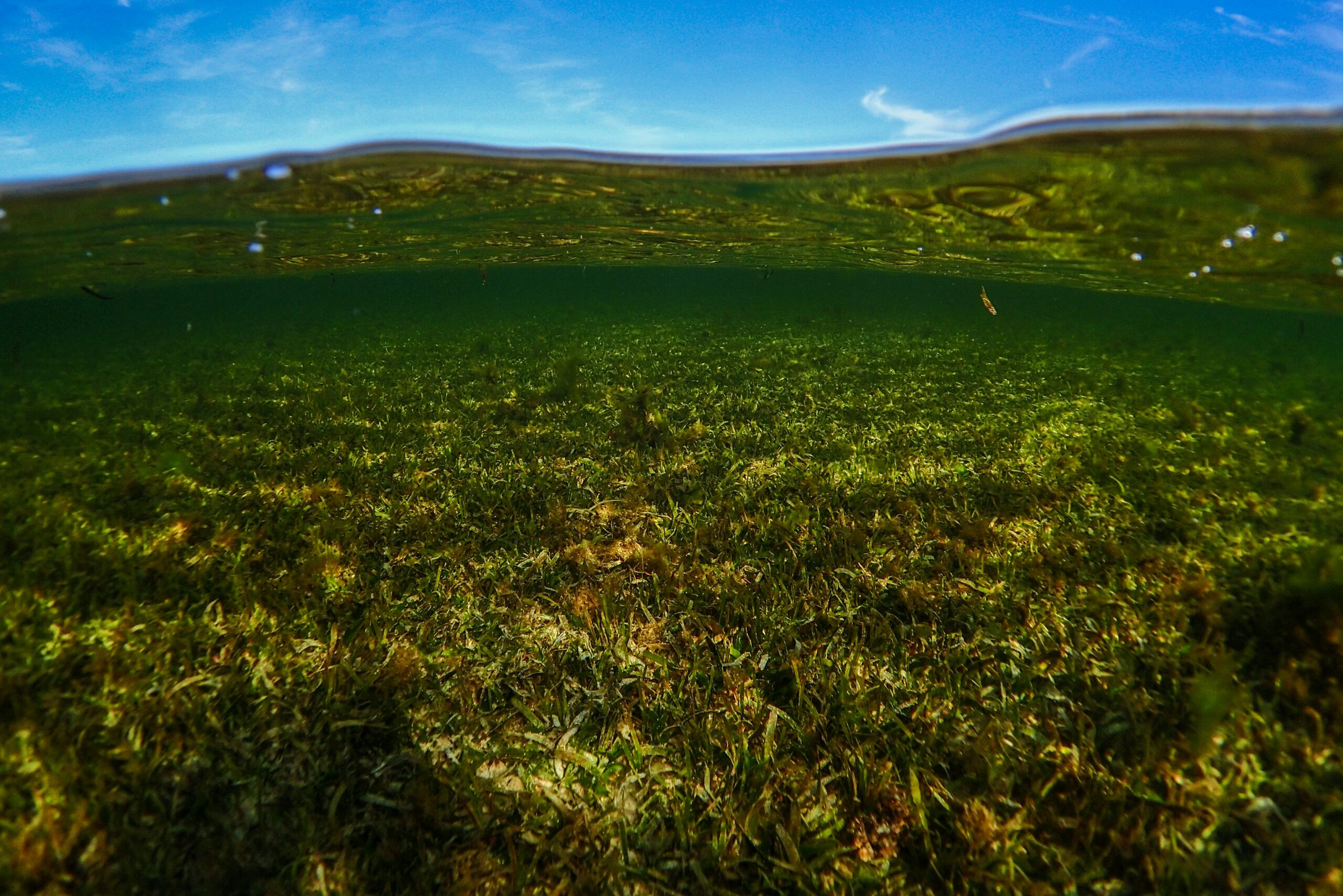 green grass field under blue sky during daytime