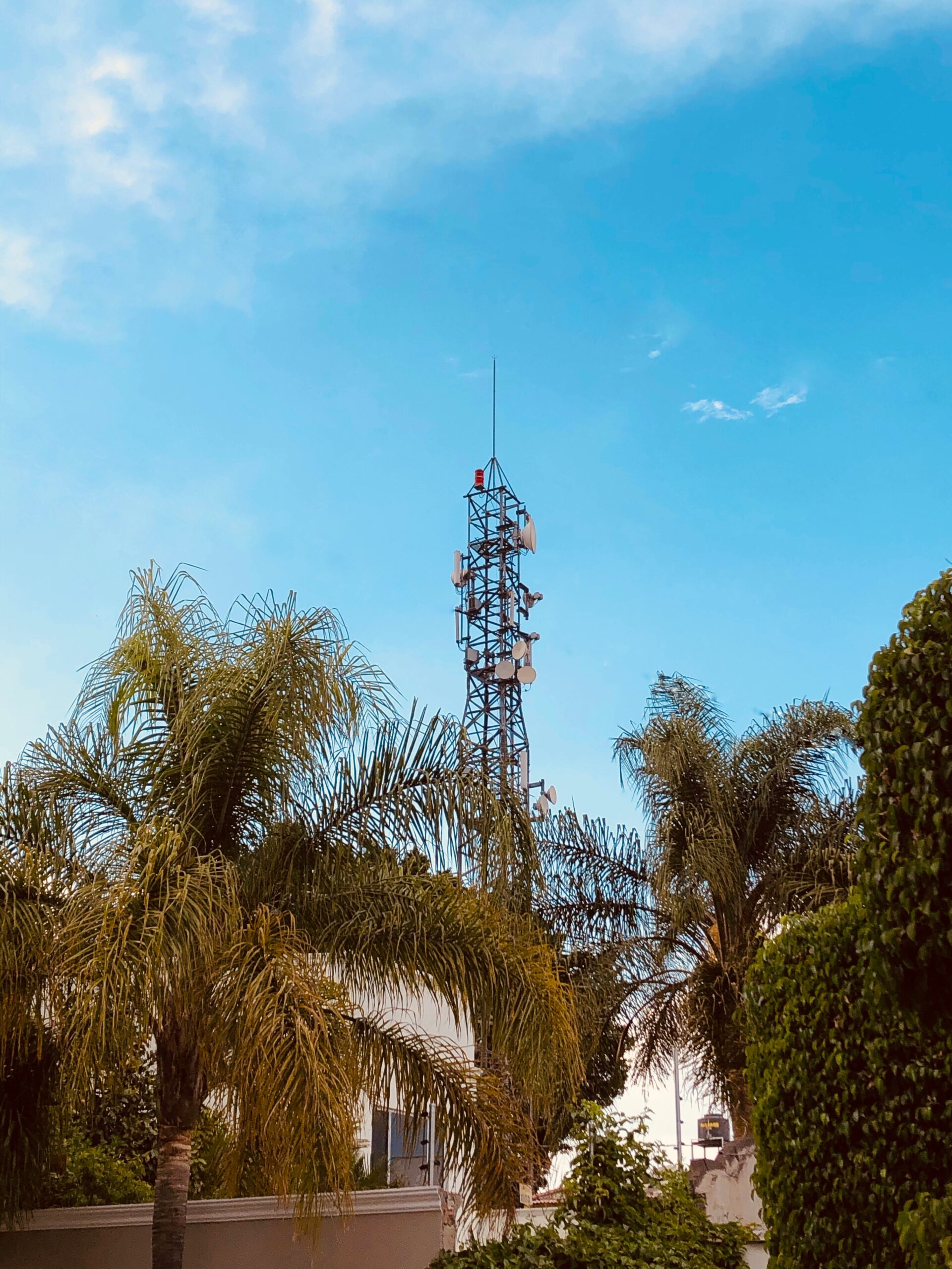 green palm trees under blue sky during daytime