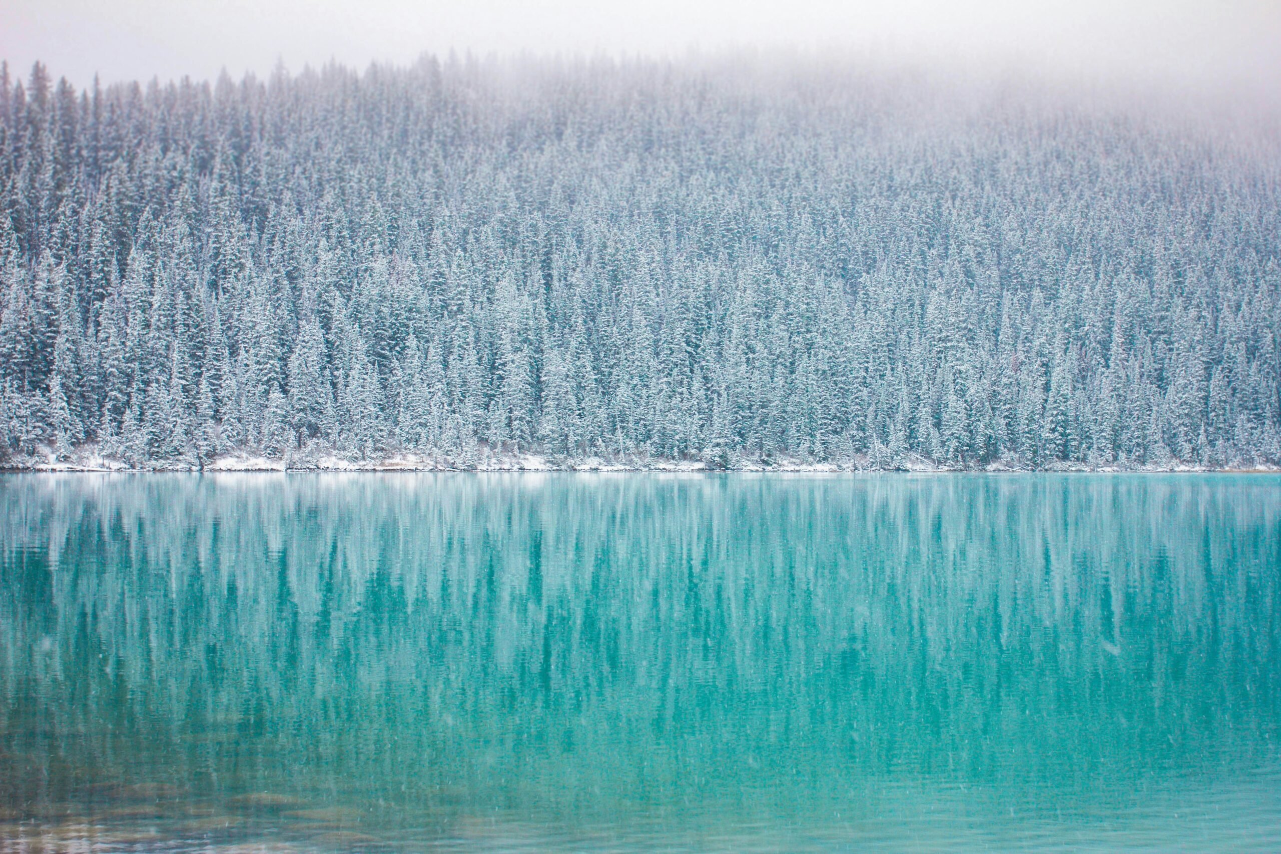 green trees near body of water in landscape photography