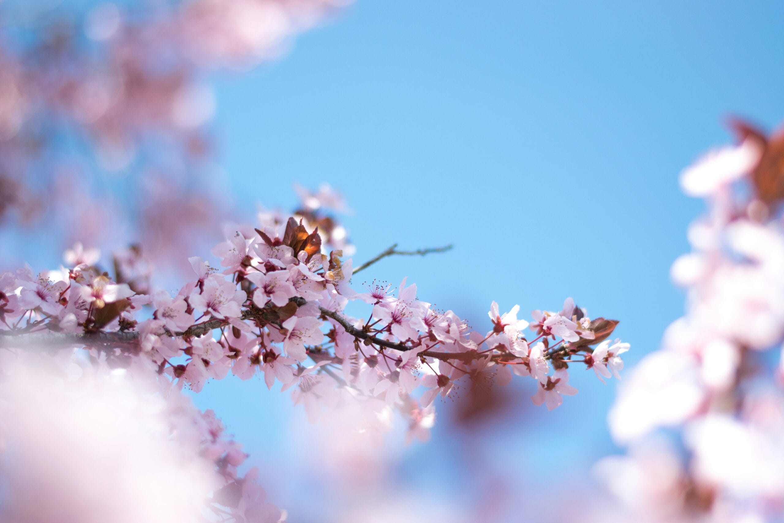 selective focus photography of pink petaled flowers