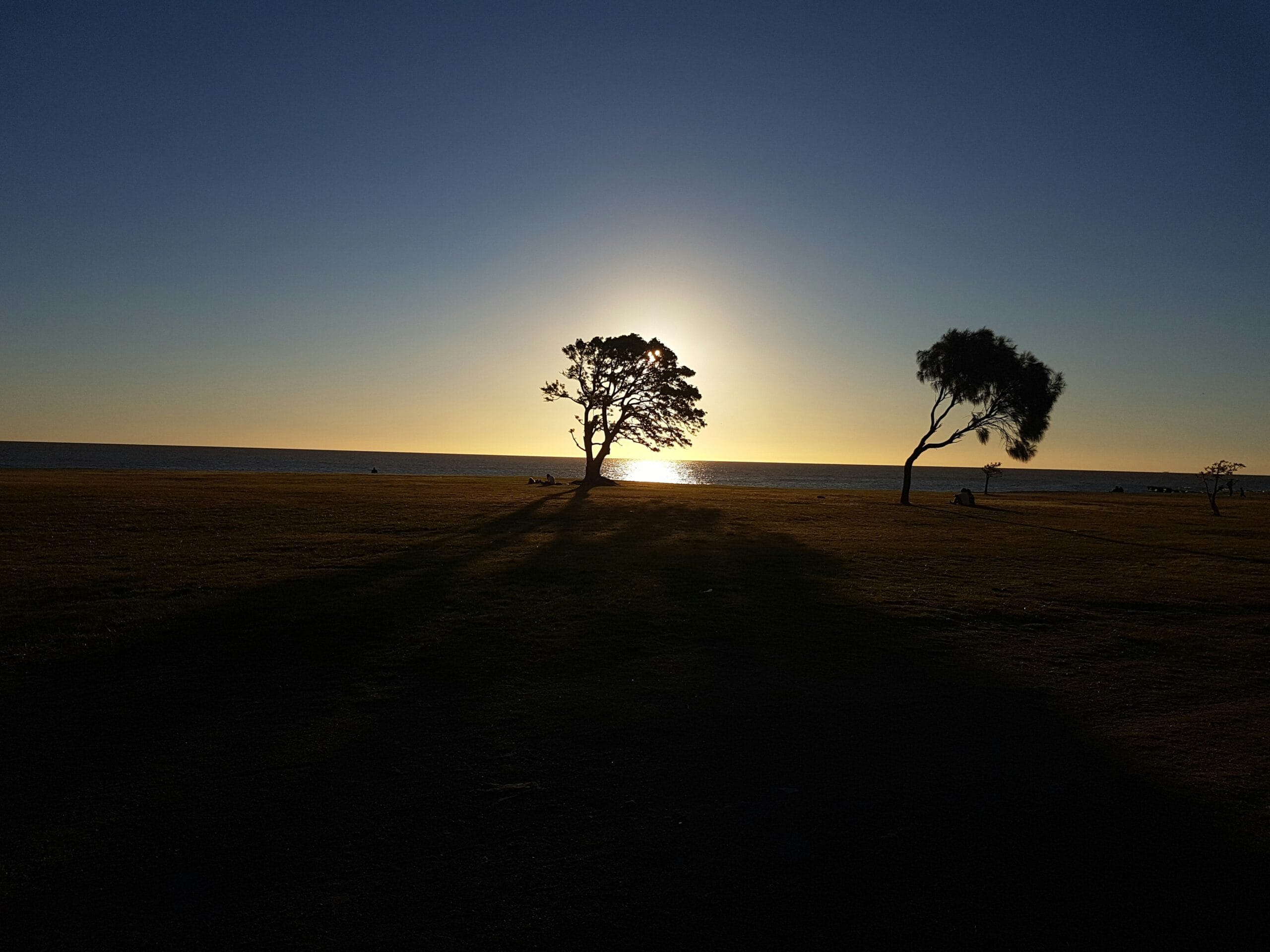 silhouette of tree on brown sand during sunset