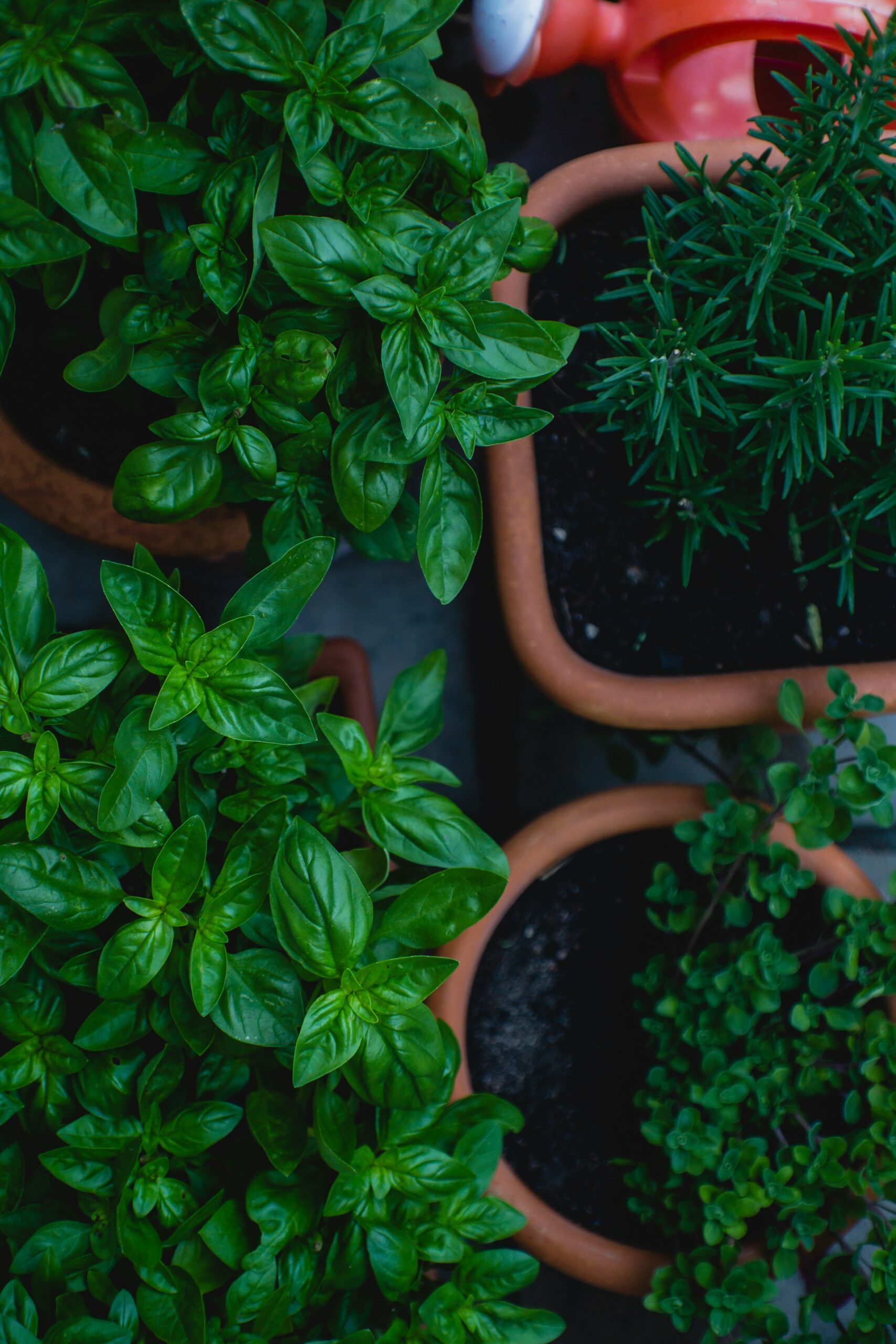 top view photo of green leafed plants in pots