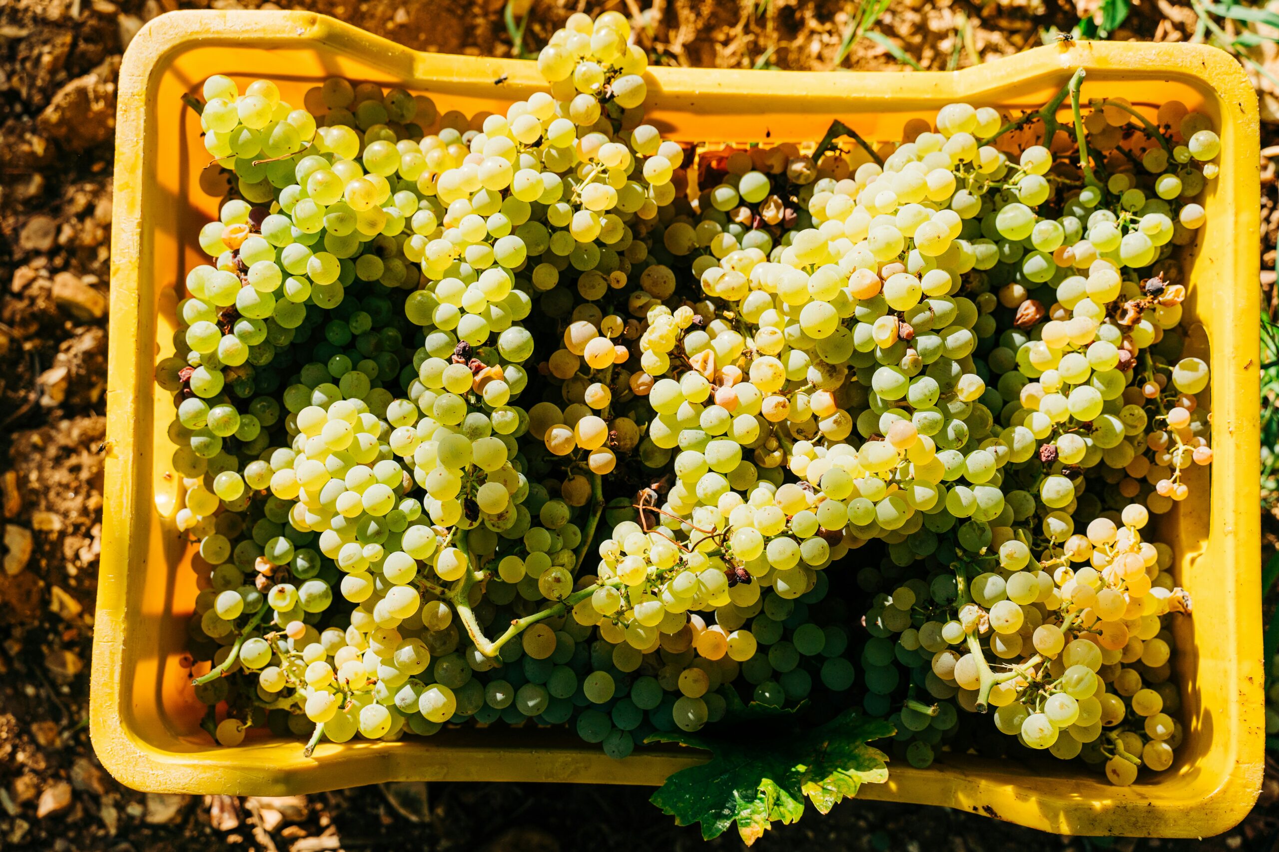 white grapes on brown wooden crate